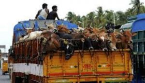 Bombay High Court on Beef Ban In Maharashtra