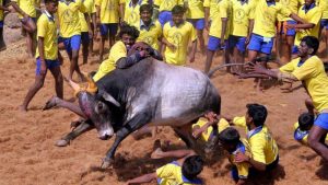 The Jallikattu sport that has been in tremendous controversy and has captured the Nation’s attention for a very long time has been decided on to be Legal when the Tamil Nadu Assembly on 