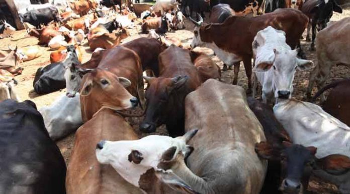 Selling of Cows for Slaughter, Banned By the Centre