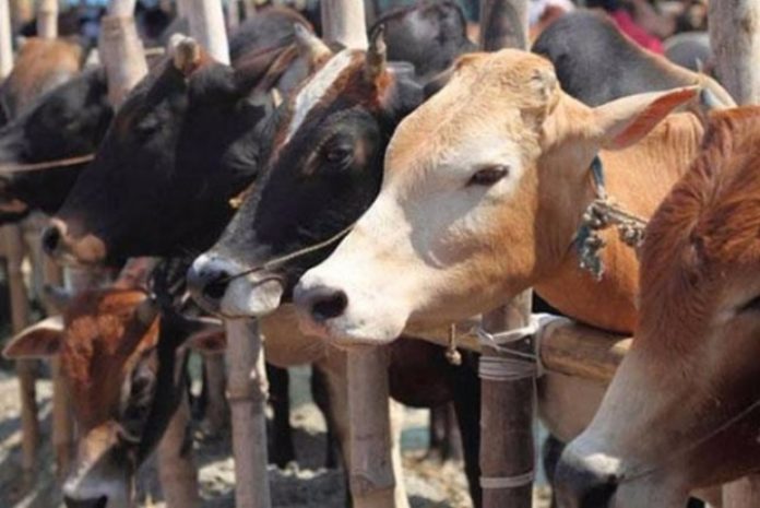supreme court of india issues notice on cattle slaughter