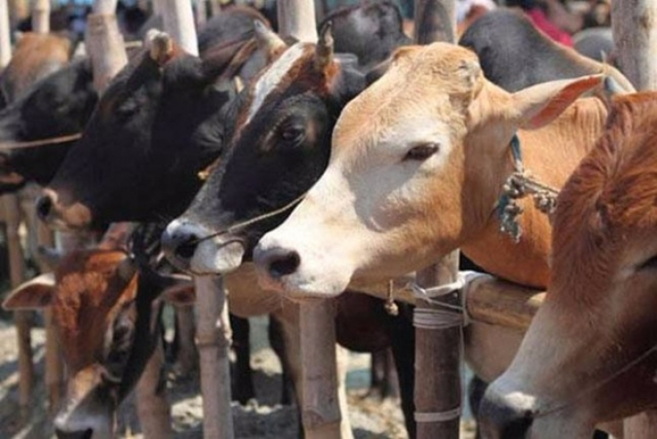 supreme court of india issues notice on cattle slaughter