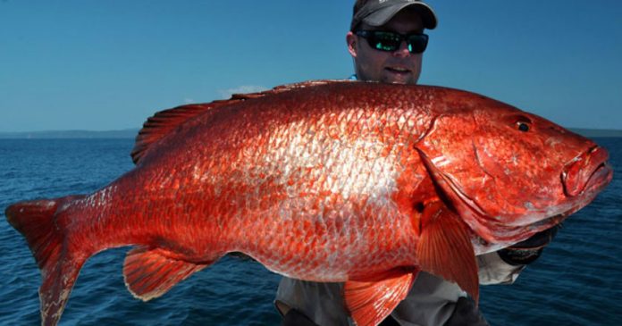 U.S. Commerce Department May Have Violated Red Snapper Fishery Management  Rules