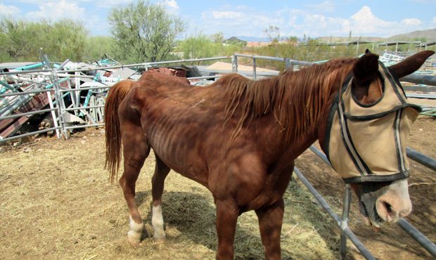 Horse Molestation Case Proves To Be A Challenge To Both Legal & Medical Experts