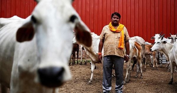 Delhi Government Says It is Obligated To Protect Cows Under Constitution