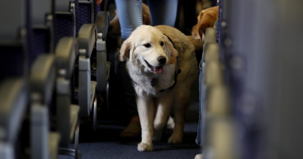 Emotional Support Animals on Flight? Yes, you can take them in some countries