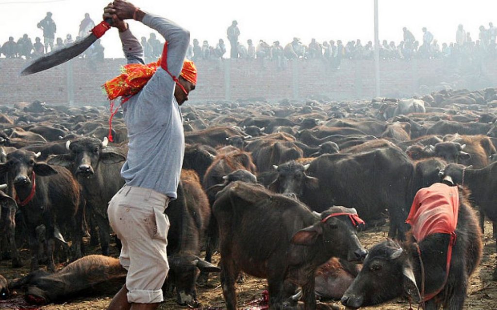 Tripura High Court Bans Animal and bird Sacrifice in Temples