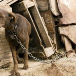 Cruelty to Animals-Dogs chained